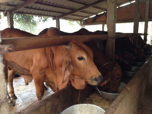 Hướng dẫn quy trình và kỹ thuật nuôi bò thịt